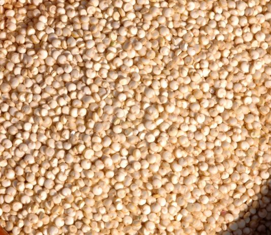 Cannabis crudo: cultivo y formas de consumo Granos de quinoa cruda llenan un cuenco de madera visto desde arriba.