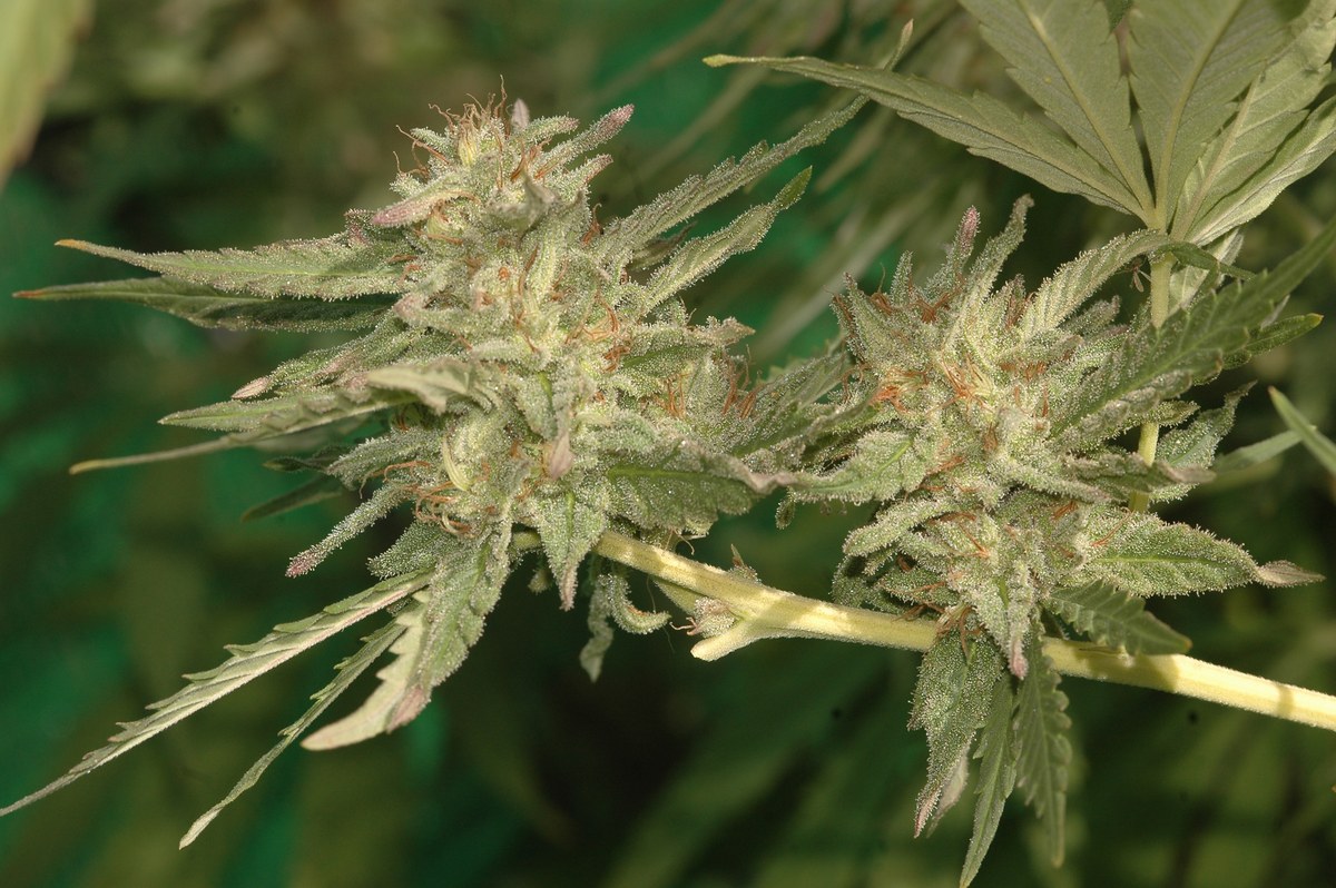 Dos flores de cannabis cubiertas de tricomas y pistilos anaranjados entre hojas verdes.