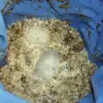 Extractos de cannabis a medida: Bubble Hash Materia vegetal, hielo y espuma dentro de una bolsa azul durante el batido con agua