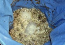 Extractos de cannabis a medida: Bubble Hash Materia vegetal, hielo y espuma dentro de una bolsa azul durante el batido con agua