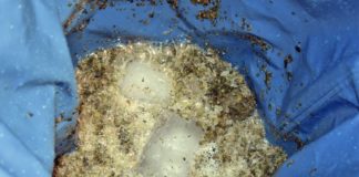 Materia vegetal, hielo y espuma dentro de una bolsa azul durante el batido con agua