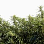 Dosel de plantas de cannabis en floraci&oacute;n con cogollos y hojas verdes bajo un cielo claro