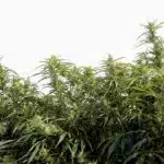 Dosel de plantas de cannabis en floración con cogollos y hojas verdes bajo un cielo claro