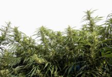 Dosel de plantas de cannabis en floración con cogollos y hojas verdes bajo un cielo claro