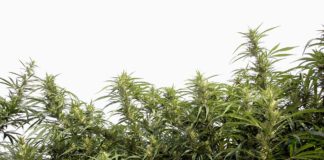 Dosel de plantas de cannabis en floraci&oacute;n con cogollos y hojas verdes bajo un cielo claro