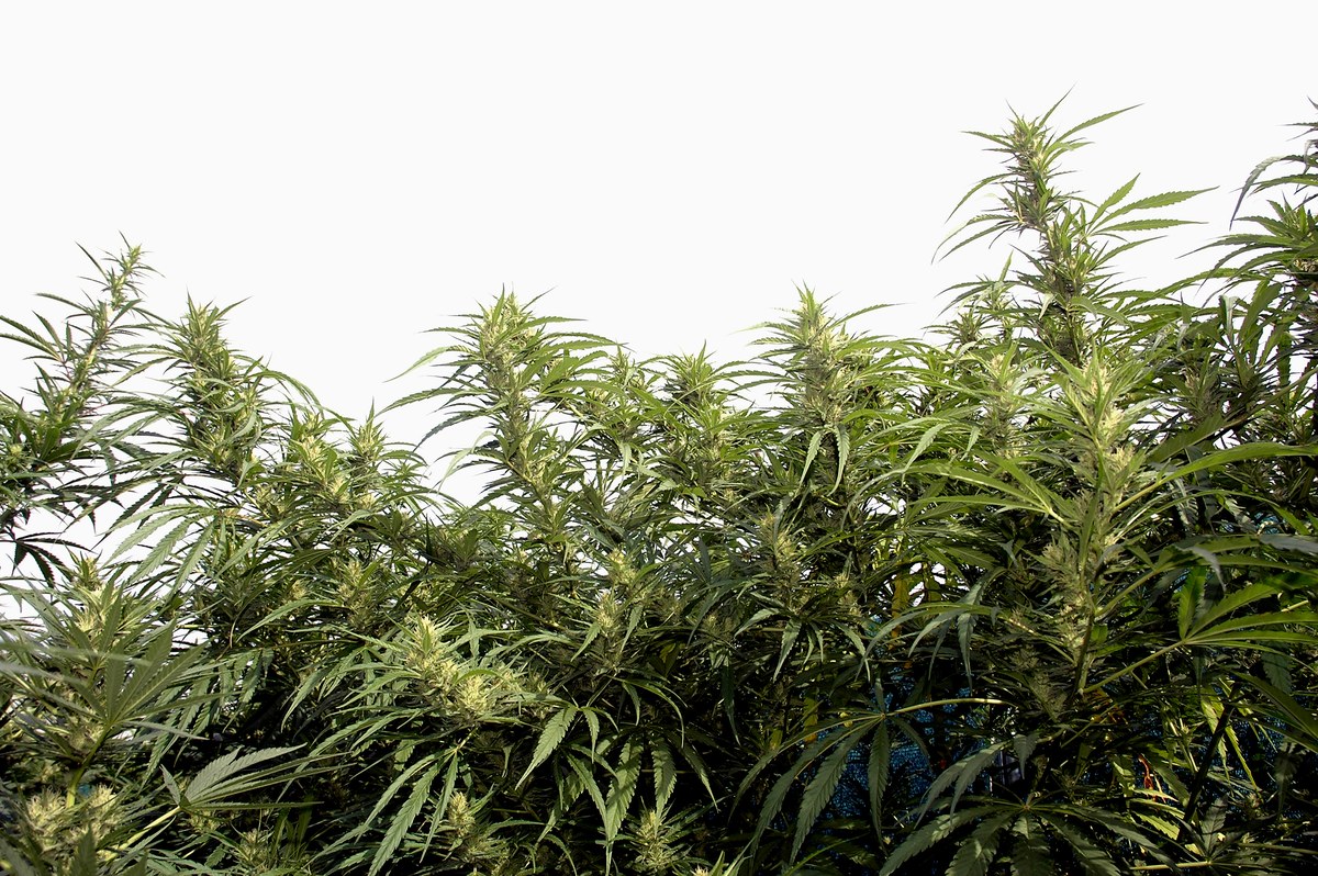 Dosel de plantas de cannabis en floración con cogollos y hojas verdes bajo un cielo claro