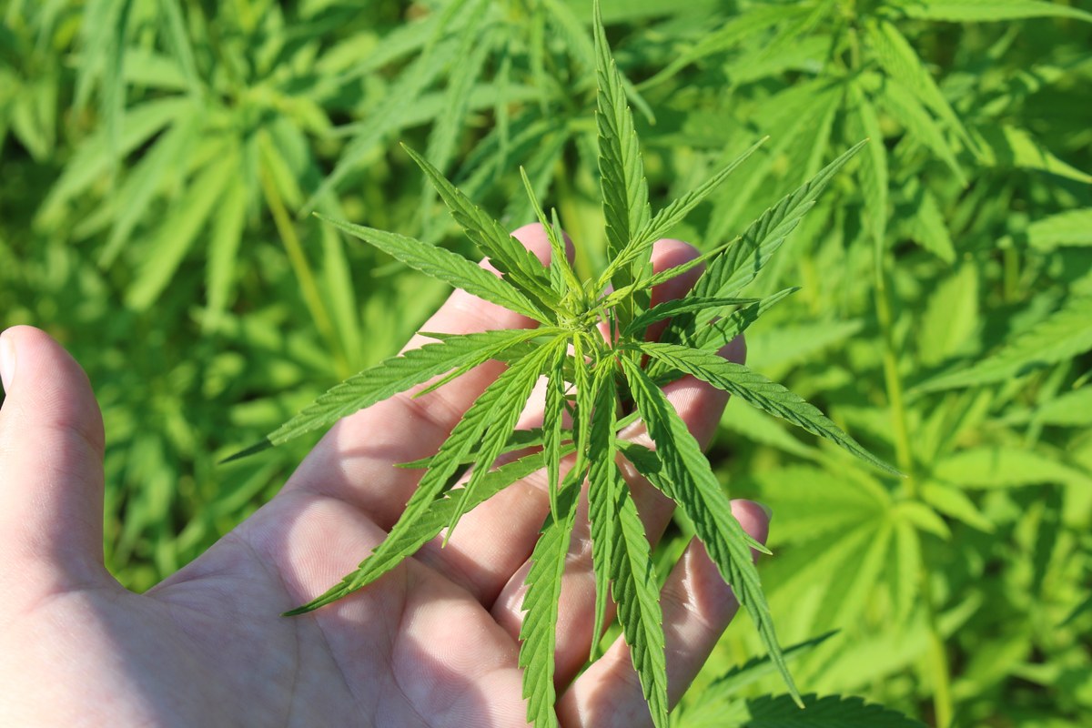 Una mano sostiene el brote de una planta de cáñamo en un cultivo verde