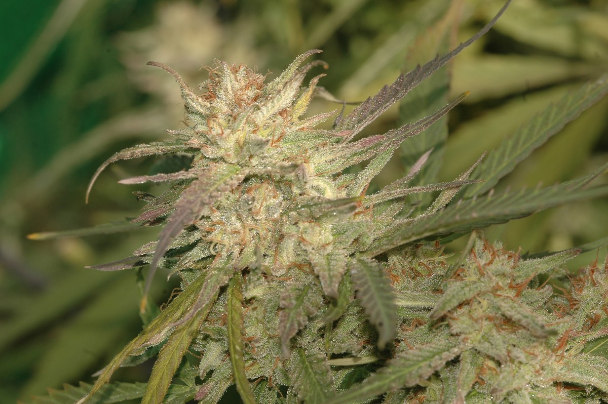 Primer plano de flores de cannabis con tricomas, pistilos anaranjados y hojas alargadas.