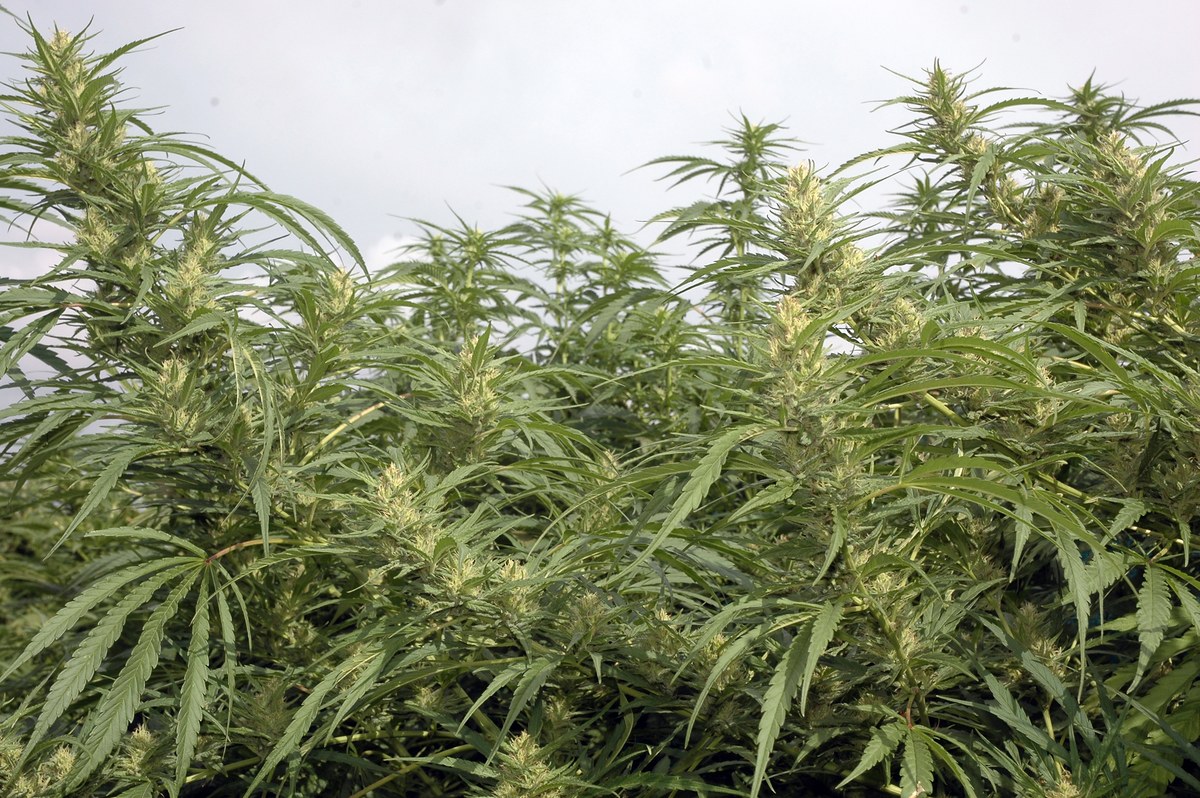 Cultivo exterior de cannabis con abundantes cogollos entre hojas largas y verdes