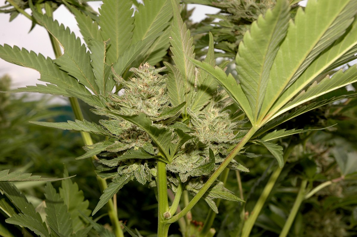 Primer plano de cogollos de cannabis entre hojas verdes de bordes serrados