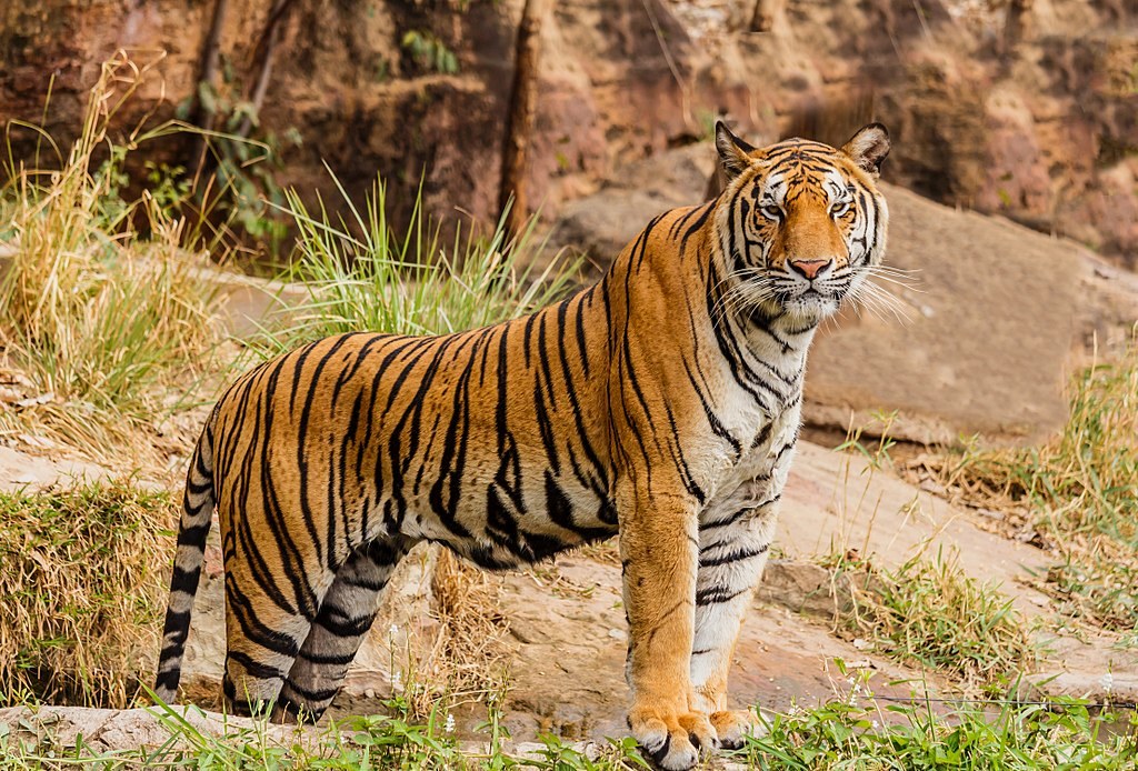 Tigre de pie entre hierba y rocas, mirando hacia la c&aacute;mara