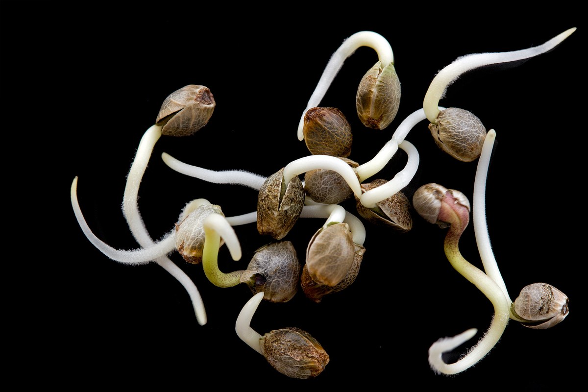 Varias semillas de cannabis germinadas con ra&iacute;ces blancas sobre un fondo negro