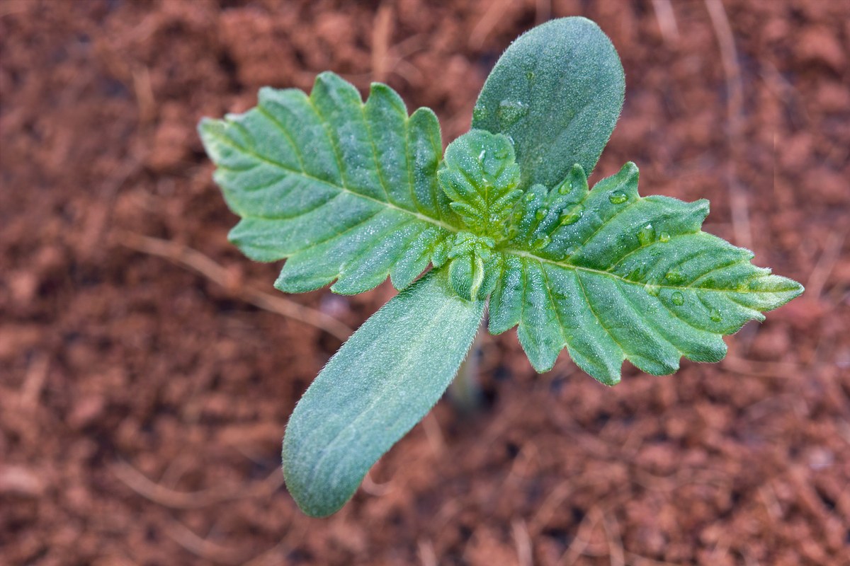 Vista superior de una pl&aacute;ntula de cannabis con cotiledones y primeras hojas dentadas sobre sustrato