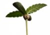 Cómo germinar semillas de marihuana Plántula de cannabis con la cáscara de la semilla aún adherida entre sus primeras hojas verdes