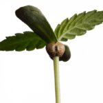 Plántula de cannabis con la cáscara de la semilla aún adherida entre sus primeras hojas verdes