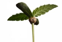 Cómo germinar semillas de marihuana Plántula de cannabis con la cáscara de la semilla aún adherida entre sus primeras hojas verdes