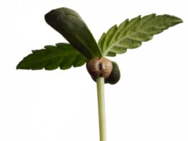 Cómo germinar semillas de marihuana Plántula de cannabis con la cáscara de la semilla aún adherida entre sus primeras hojas verdes