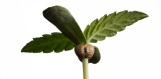 Plántula de cannabis con la cáscara de la semilla aún adherida entre sus primeras hojas verdes