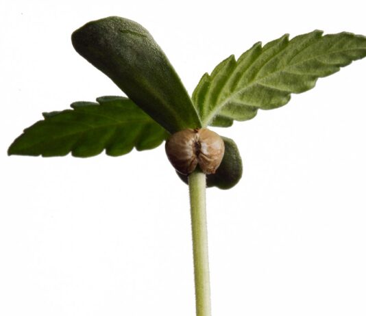 Cómo germinar semillas de marihuana Plántula de cannabis con la cáscara de la semilla aún adherida entre sus primeras hojas verdes