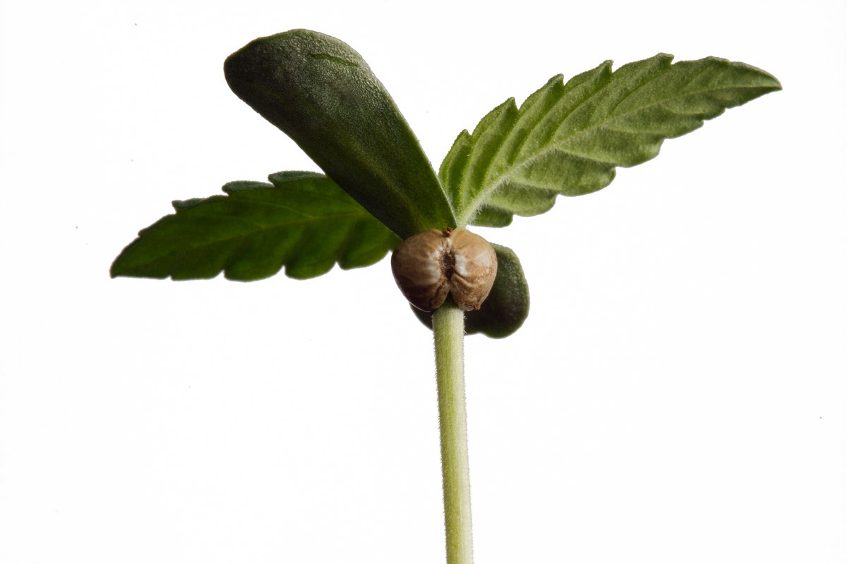 Plántula de cannabis con la cáscara de la semilla aún adherida entre sus primeras hojas verdes