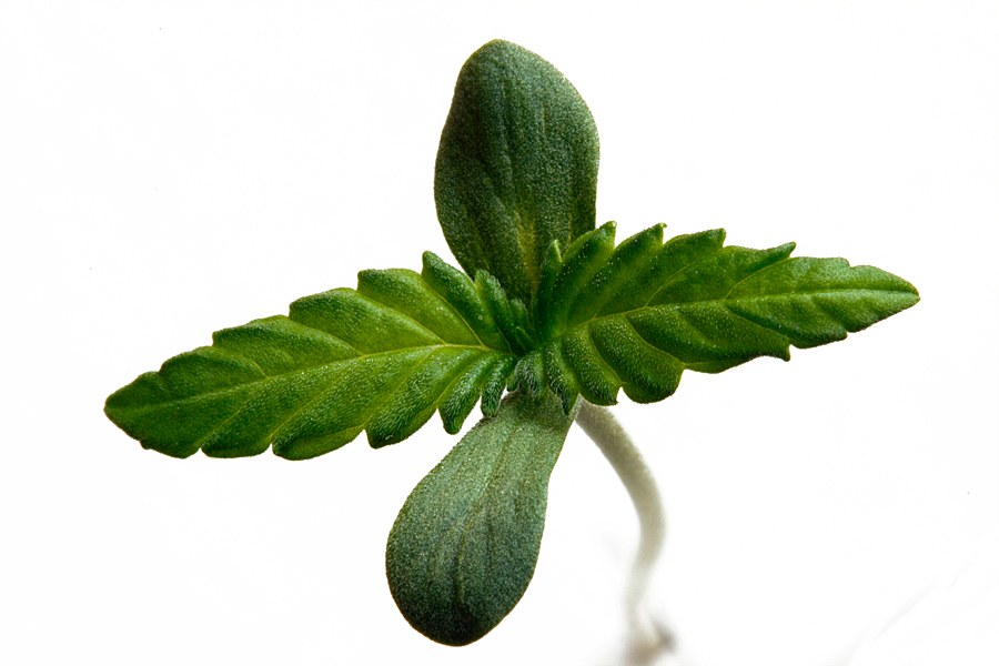Pl&aacute;ntula de cannabis con dos cotiledones y un primer par de hojas dentadas sobre fondo blanco
