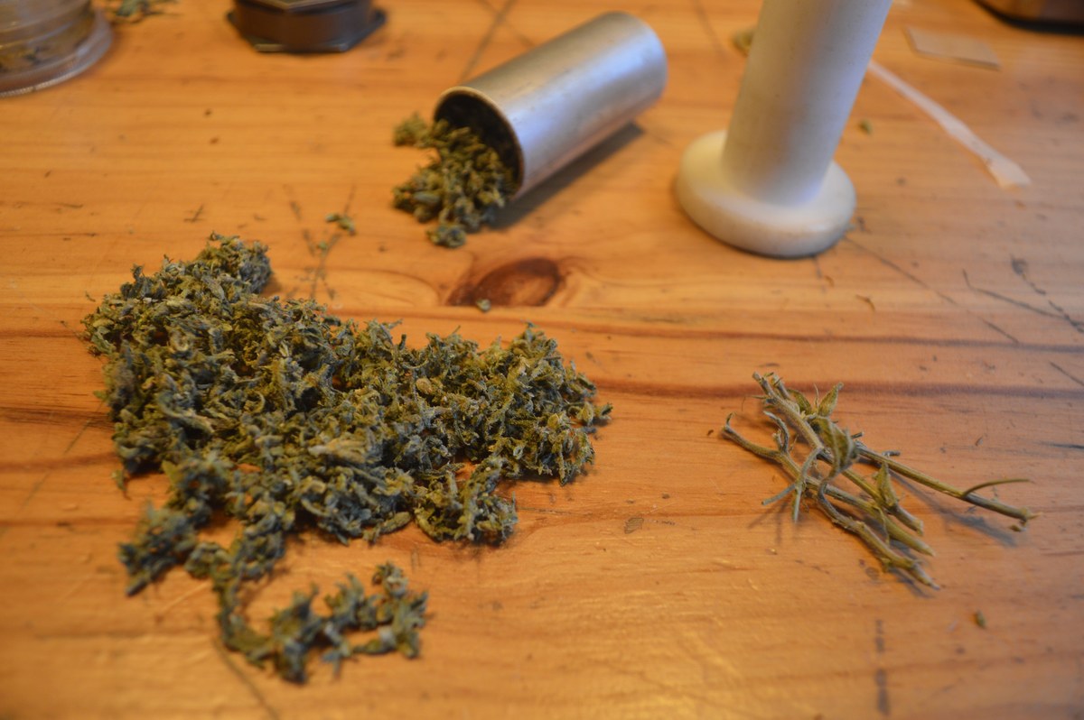 Flores secas de cannabis desmenuzadas junto a un molde cil&iacute;ndrico, un prensador y varias ramas.