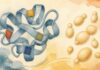 Biosíntesis de CBDA y CBD: qué aporta la ingeniería de la enzima CBDAS Ilustración de una cinta plegada con cuatro parches junto a formas de levaduras en gemación