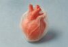 Cannabidiol y pericarditis recurrente: qué sabemos del ensayo de fase II Corazón de papel rojo rodeado por una envoltura translúcida sobre fondo azul claro