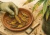 Septoriosis en cannabis: síntomas y prevención Una mano con guante recoge hojas manchadas en una bandeja de terracota junto a un cepillo