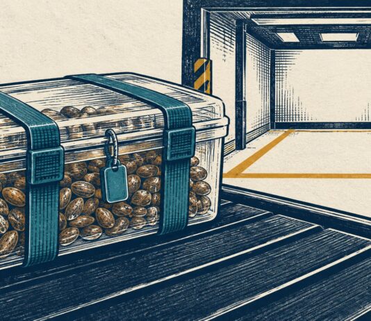 Panamá fija controles para importar semillas de cannabis medicinal Ilustración de una caja transparente con semillas, correas y precinto junto a una zona de recepción vacía.
