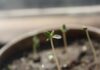 Cómo germinar semillas de cannabis Plántulas recién germinadas brotan de la tierra en una maceta, con una de ellas enfocada en primer plano