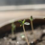 Plántulas recién germinadas brotan de la tierra en una maceta, con una de ellas enfocada en primer plano