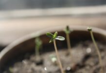 Cómo germinar semillas de cannabis Plántulas recién germinadas brotan de la tierra en una maceta, con una de ellas enfocada en primer plano