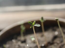 Cómo germinar semillas de cannabis Plántulas recién germinadas brotan de la tierra en una maceta, con una de ellas enfocada en primer plano