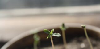 Cómo germinar semillas de cannabis Plántulas recién germinadas brotan de la tierra en una maceta, con una de ellas enfocada en primer plano