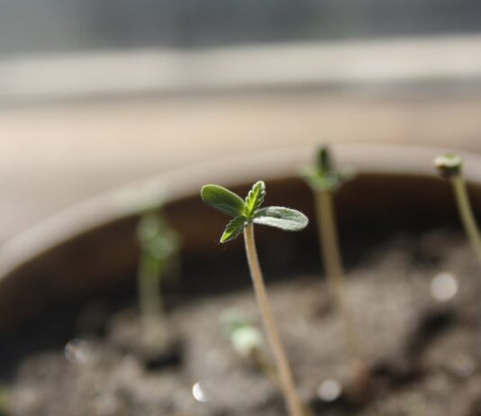 Cómo germinar semillas de cannabis Plántulas recién germinadas brotan de la tierra en una maceta, con una de ellas enfocada en primer plano