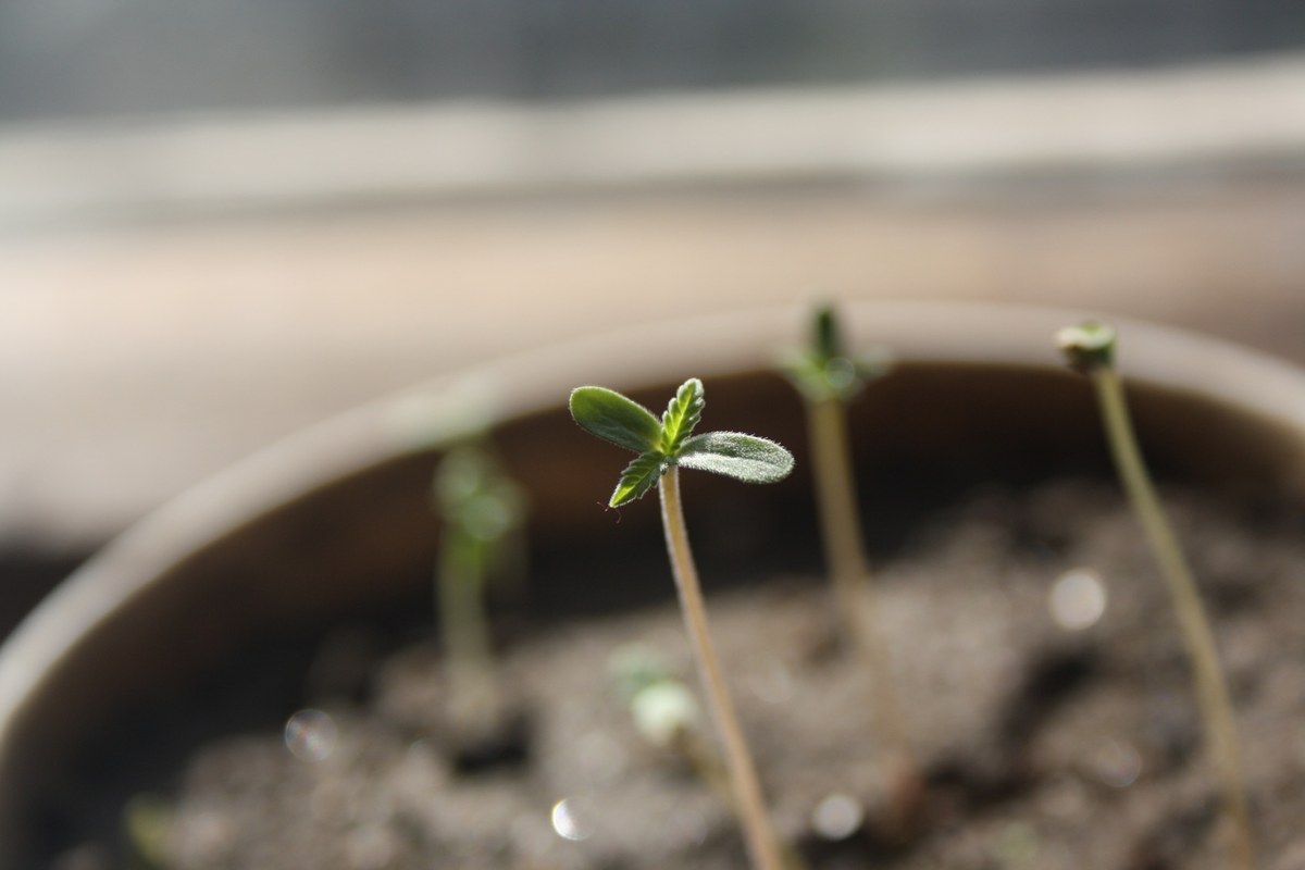 Plántulas recién germinadas brotan de la tierra en una maceta, con una de ellas enfocada en primer plano