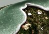 Verticillium en cannabis: síntomas y control Crecimiento gris verdoso con bordes blancos sobre una superficie vegetal oscura