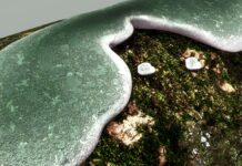 Verticillium en cannabis: síntomas y control Crecimiento gris verdoso con bordes blancos sobre una superficie vegetal oscura