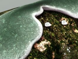 Verticillium en cannabis: síntomas y control Crecimiento gris verdoso con bordes blancos sobre una superficie vegetal oscura