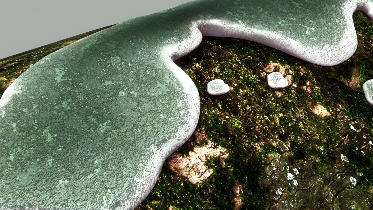 Crecimiento gris verdoso con bordes blancos sobre una superficie vegetal oscura