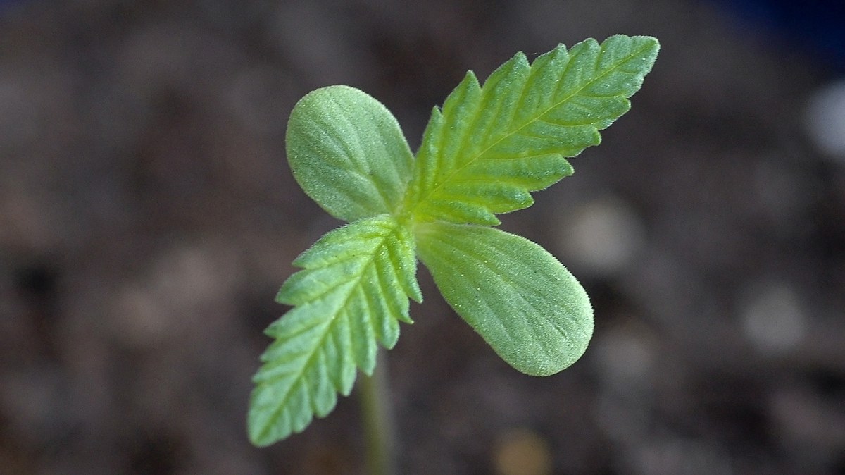 Primer plano de una plántula de cannabis con dos cotiledones y sus primeras hojas dentadas