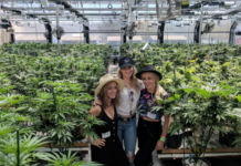 El CURE Act reabre el debate laboral sobre cannabis en EE UU Cultivo legal de cannabis en invernadero para ilustrar empleo e industria regulada en Estados Unidos