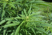 Pensilvania cita al Senado para debatir el cannabis adulto Planta de cannabis sativa usada para ilustrar el debate legislativo sobre cannabis adulto en Pensilvania