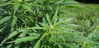 Pensilvania cita al Senado para debatir el cannabis adulto Planta de cannabis sativa usada para ilustrar el debate legislativo sobre cannabis adulto en Pensilvania