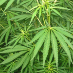 Planta de cannabis fotografiada en exterior para ilustrar el debate de reparación social ligado a la criminalización en Illinois