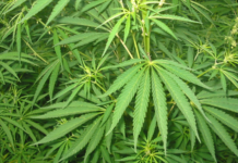 Illinois plantea pagos directos por la criminalización del cannabis Planta de cannabis fotografiada en exterior para ilustrar el debate de reparación social ligado a la criminalización en Illinois