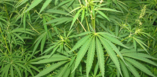 Illinois plantea pagos directos por la criminalización del cannabis Planta de cannabis fotografiada en exterior para ilustrar el debate de reparación social ligado a la criminalización en Illinois