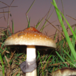 Setas Psilocybe cubensis fotografiadas de cerca para ilustrar la regulación de psilocibina en Oregon