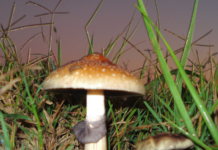 Oregon frena la subida de tasas de psilocibina Setas Psilocybe cubensis fotografiadas de cerca para ilustrar la regulación de psilocibina en Oregon